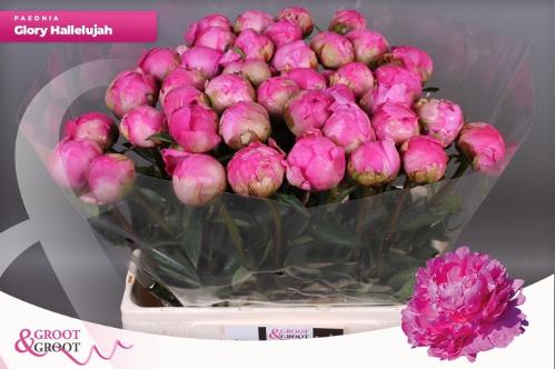 Paeonia Lactiflora Grp 'Glory Hallelujah'