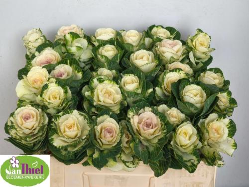Brassica oleracea 'White Crane'
