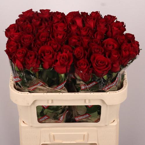 Rosa grootbloemig Ever Red