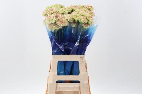 Dianthus standaard Mochi