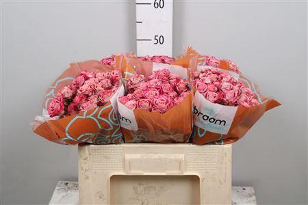 Rosa tros Flinders Lane