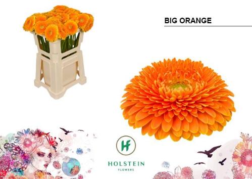 Gerbera grootbloemig bolvormig Gerponi Big Orange