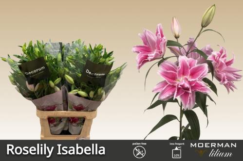 Lilium Oriental Grp Roselily Isabella