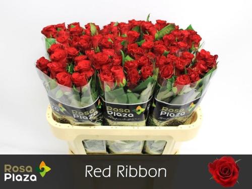 Rosa grootbloemig Red Ribbon