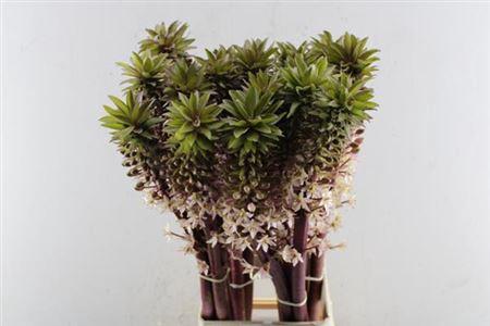 Eucomis overig