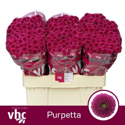 Chrysanthemum (Indicum Grp) tros santini AAA Purpetta