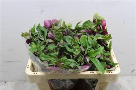 Helleborus 'Queens Red'