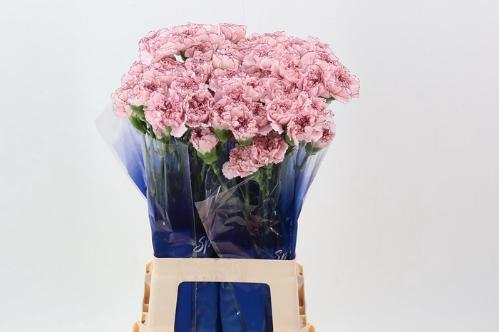 Dianthus standaard 'Mariposa'