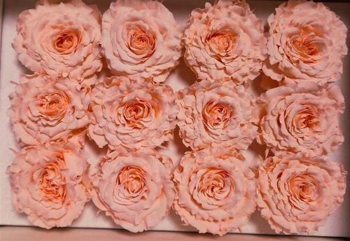 Rosa grootbloemig kleurbehandeld H%