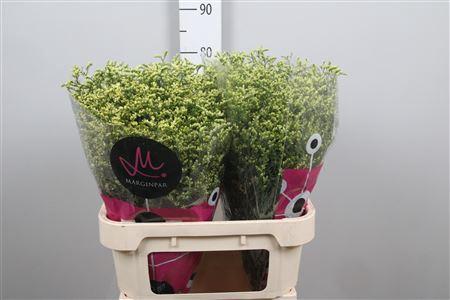 Limonium sinensis China Summer