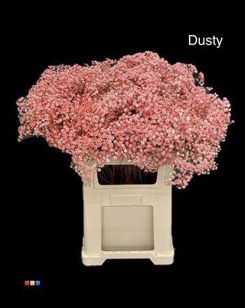 Gypsophila overig kleurbehandeld H%