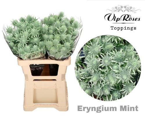 Eryngium alpinum kleurbehandeld H%