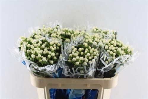 Hypericum Coco Uno