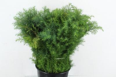 Cryptomeria japonica 'Elegans' per bos