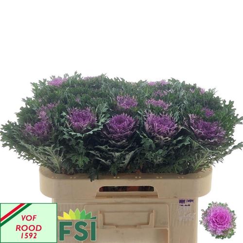 Brassica oleracea 'Crane Freddy'