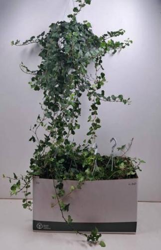 Hedera helix 'Wonder'