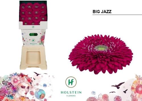 Gerbera grootbloemig bolvormig Gerponi Big Jazz