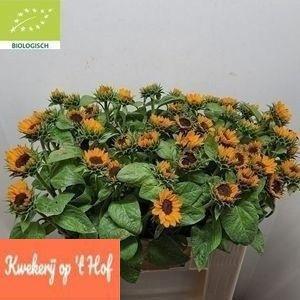 Helianthus annuus 'Sonja'