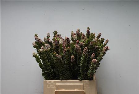 Paranomus reflexus