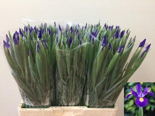 Iris (Hollandse Iris Grp) 'Blue Magic'