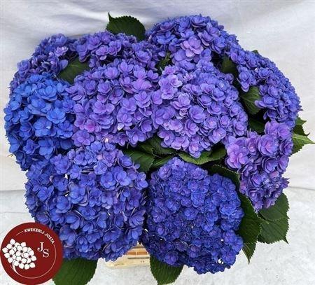 Hydrangea macrophylla Royal Kiss