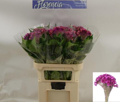 Celosia argentea (Cristata Grp) 'Lavly'