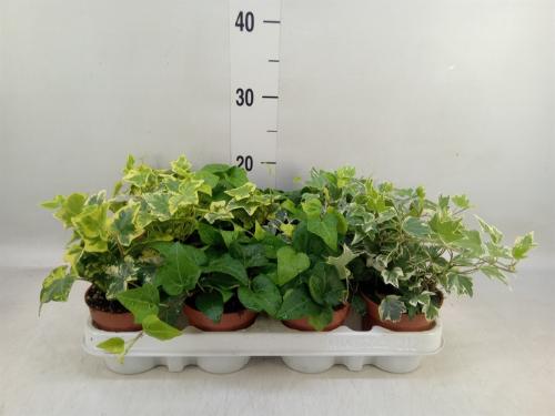 Hedera helix gemengd