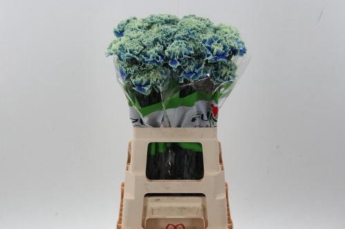 Dianthus standaard kleurbehandeld H%