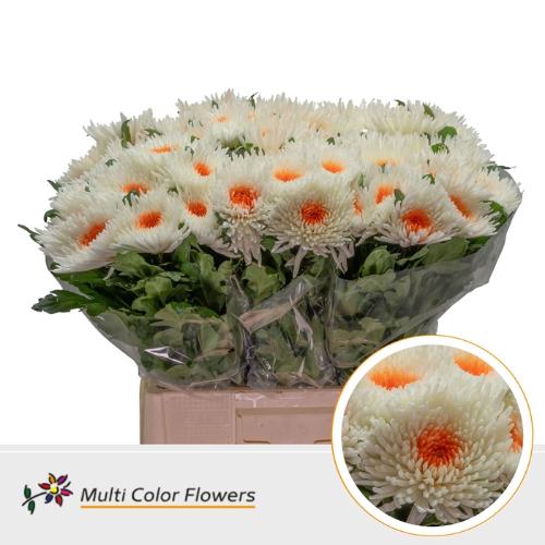 Chrysanthemum geplozen kas kleurbehandeld H%