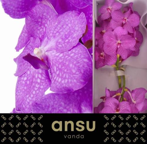 Vanda Nitaya Candy Pink