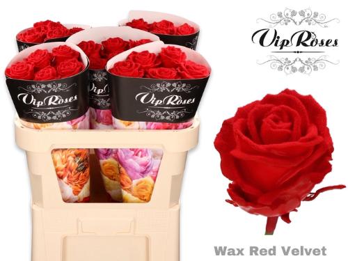 Rosa grootbloemig gewaxt H%