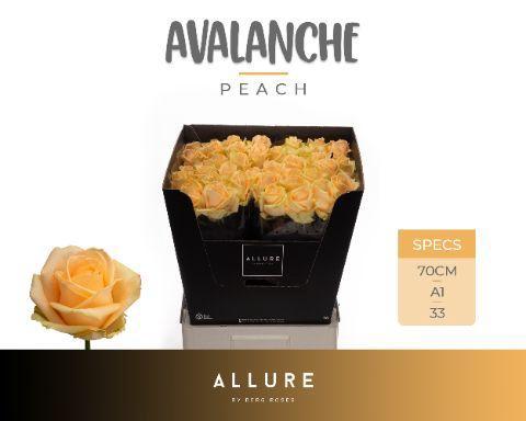 Rosa grootbloemig Avalanche Peach+