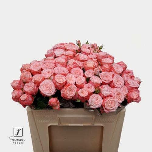 Rosa tros First Date