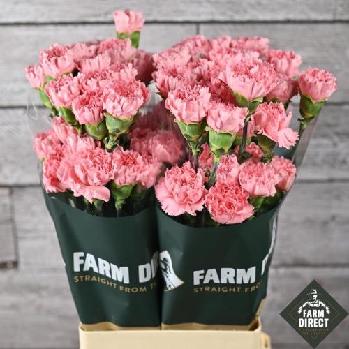 Dianthus standaard overig