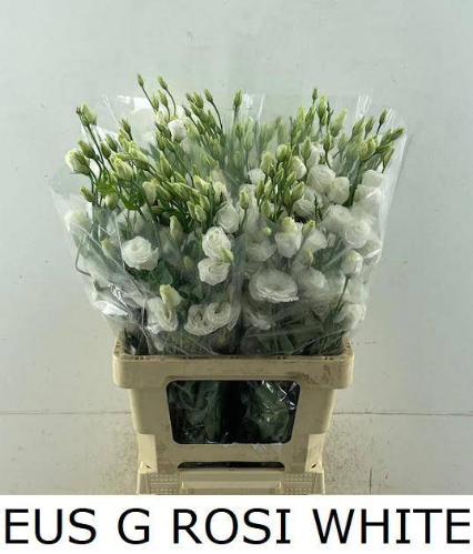 Eustoma russellianum gevuldbloemig 'Rosita White'