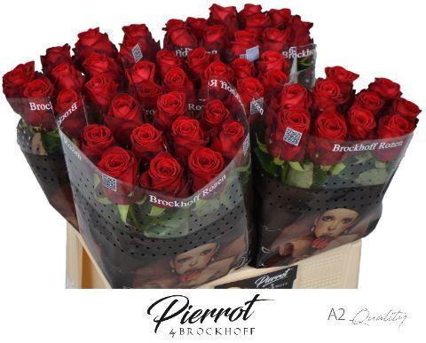 Rosa grootbloemig Red Naomi!