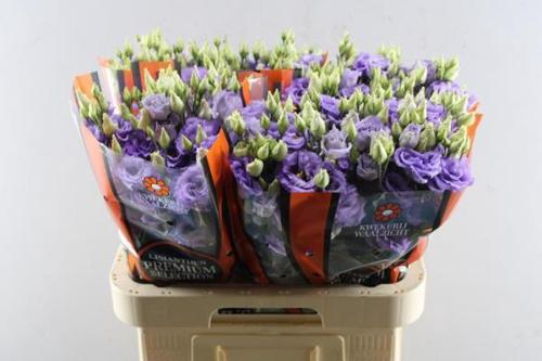 Eustoma russellianum gevuldbloemig 'Corelli Lavender'
