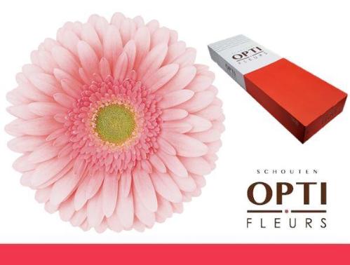 Gerbera grootbloemig 'Romella'