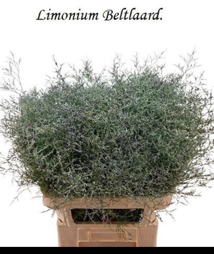Limonium 'Beltlaard'