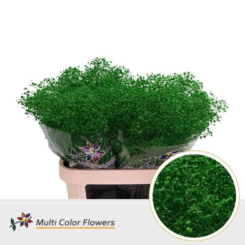 Gypsophila overig kleurbehandeld H%