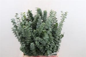 Eucalyptus 'Baby Blue'