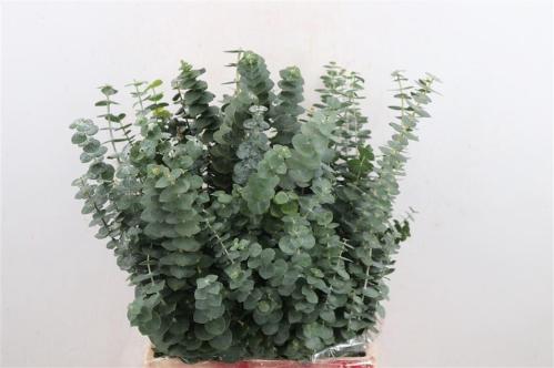 Eucalyptus 'Baby Blue'