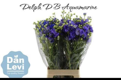 Delphinium dubbelbloemig grandiflorum 'Bijou Aquamarine'