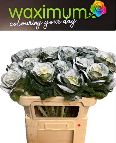 Brassica oleracea kleurbehandeld H%