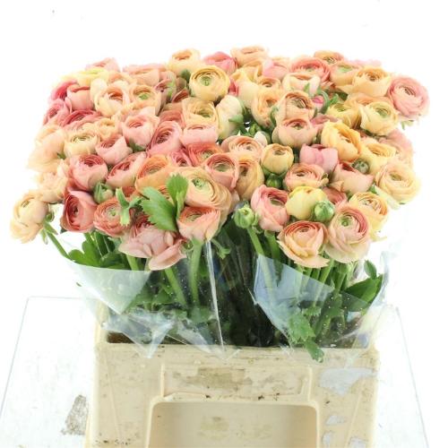 Ranunculus asiaticus 'Elegance Salmon'