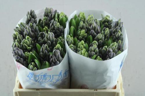 Hyacinthus orientalis 'Atlantic'