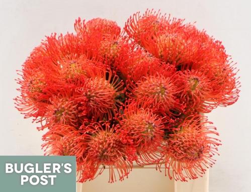 Leucospermum cordifolium 'Succession'