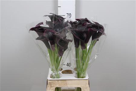 Zantedeschia 'Cantor'