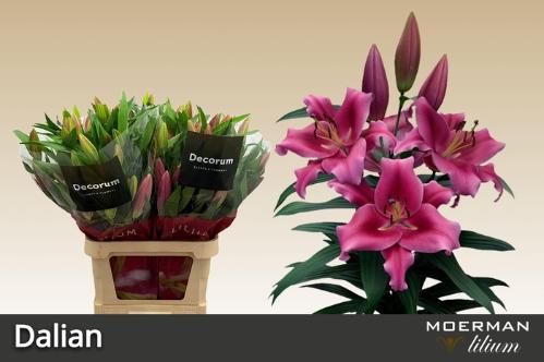 Lilium Oriental x Trumpet Grp 'Dalian'