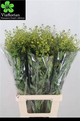 Lysimachia vulgaris